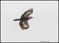 _2SB0601 pileated woodpecker